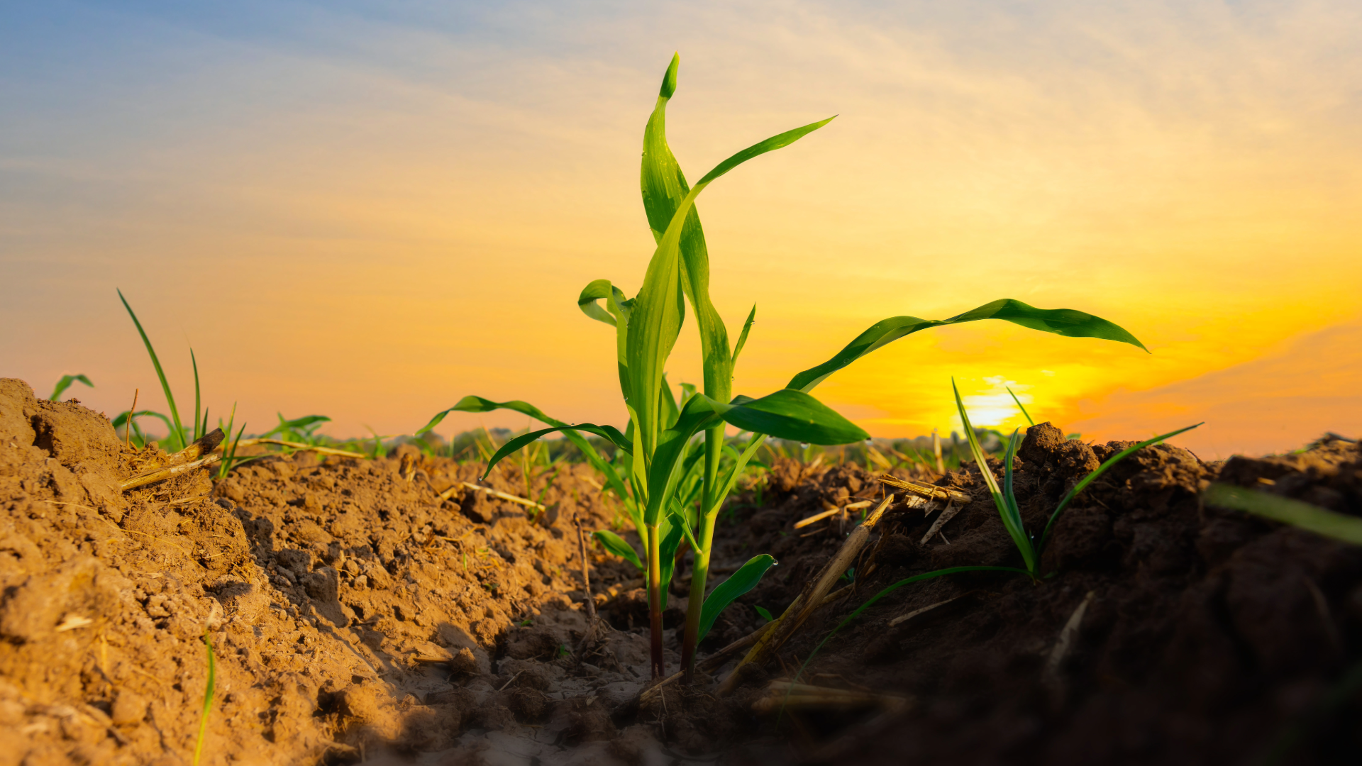 SPS stock images (1)